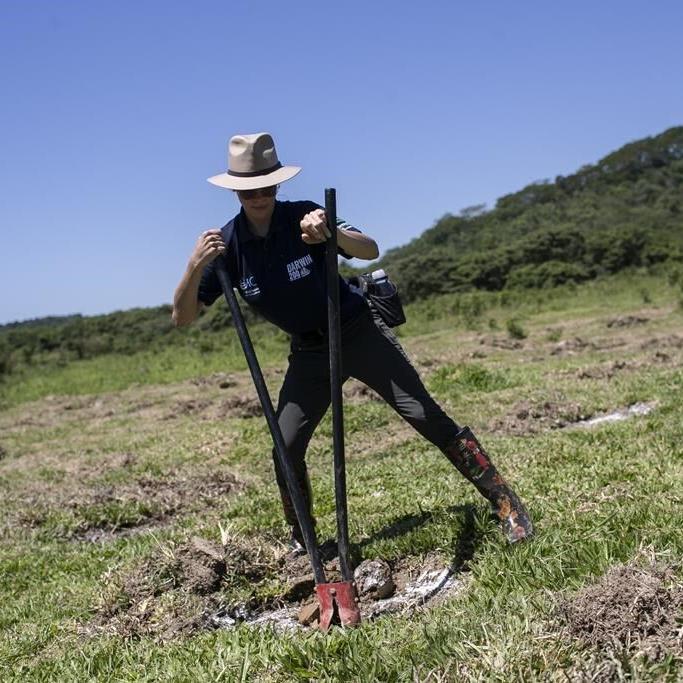 Saving Brazil's golden monkey, one green corridor at a time